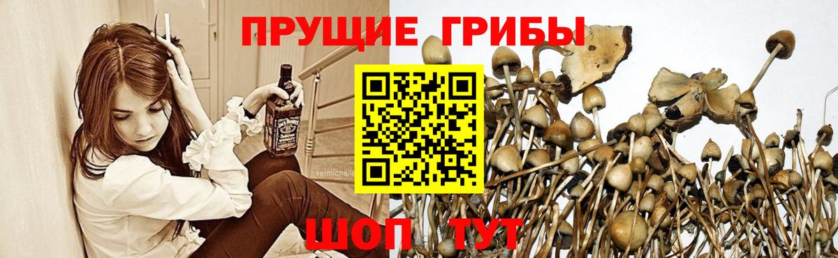 Псилоцибиновые грибы мухоморы  Псилоцибиновые грибы прущие грибы  Санкт-Петербург  Вход с VPN 